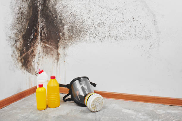 Best Mold Removal Specialists  in Sebastian, TX