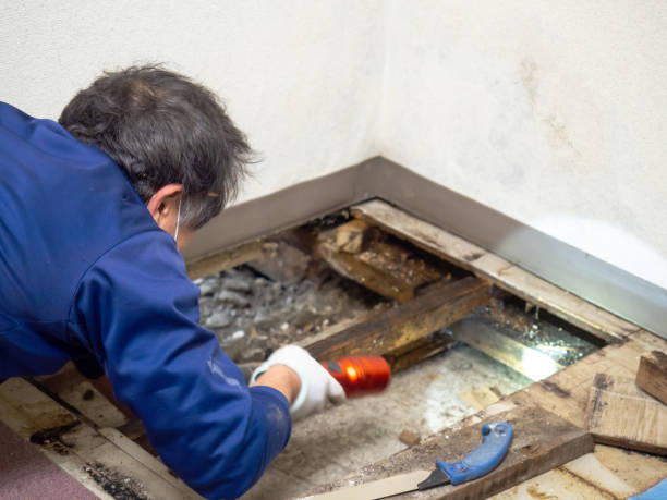 Best Mold Removal Near Me  in Sebastian, TX