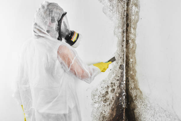 Best Home Mold Removal  in Sebastian, TX