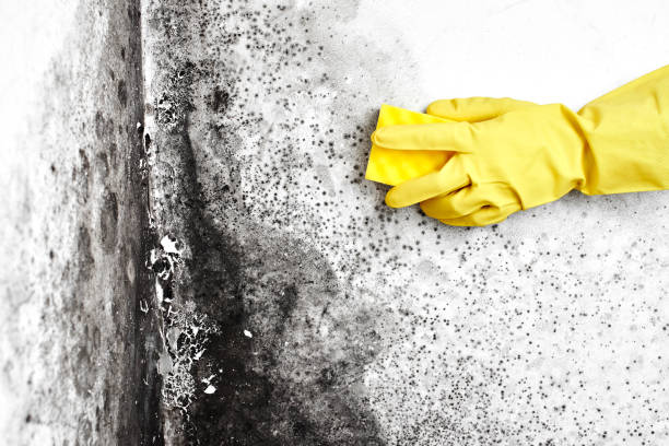 Best Home Mold Removal  in Sebastian, TX