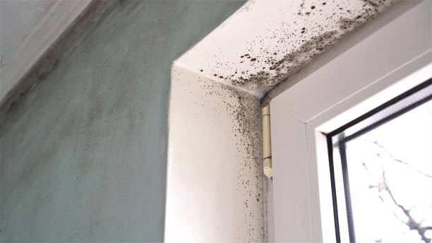 Best Affordable Mold Removal  in Sebastian, TX