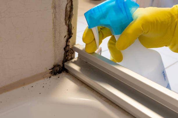 Best Local Mold Removal Service  in Sebastian, TX