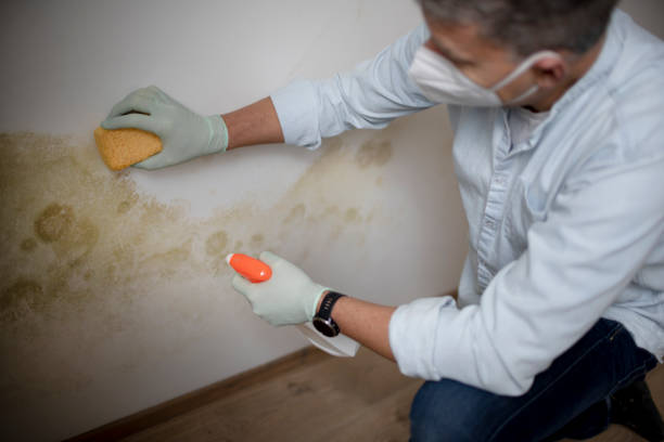 Best Black Mold Removal  in Sebastian, TX