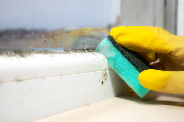 Best Mold Removal and Inspection  in Sebastian, TX