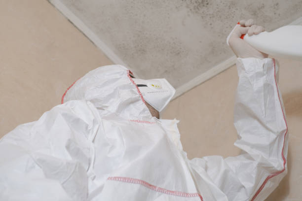 Best Mold Removal Company Near Me  in Sebastian, TX