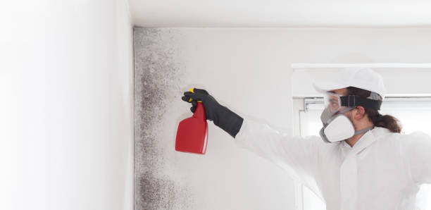 Best Fast Mold Removal  in Sebastian, TX