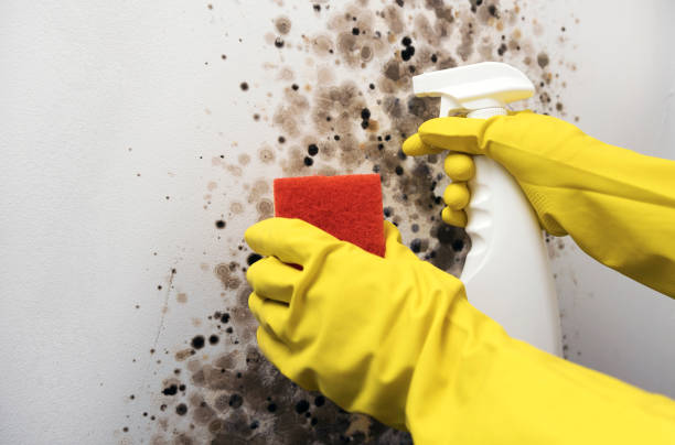 Best Best Mold Removal Companies  in Sebastian, TX