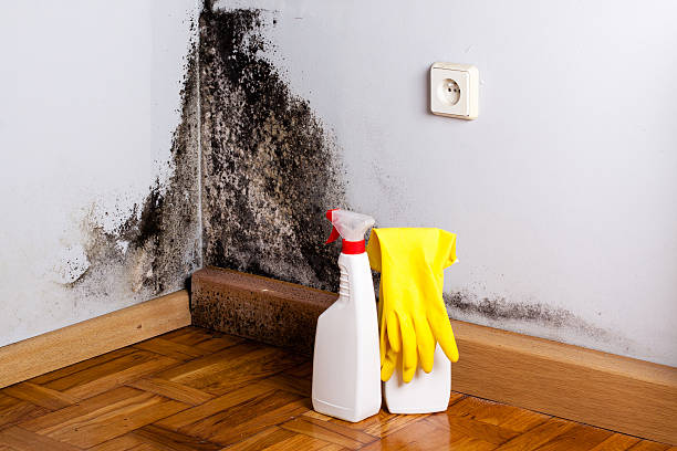 Best Affordable Mold Removal  in Sebastian, TX