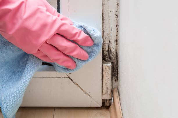 Best Mold Remediation  in Sebastian, TX